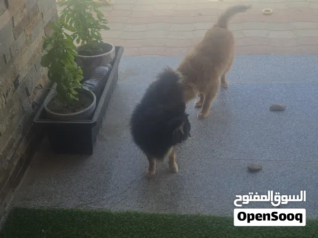 PomeranianPomeranian