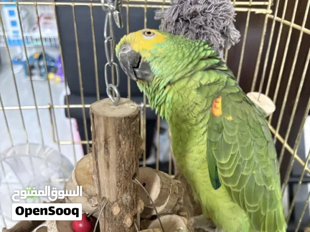 ببغاء أمازون 4 الف ريال