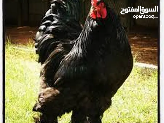 ديك ودجاج براهمي جامبو
