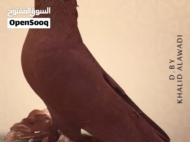 طير فحل راعب