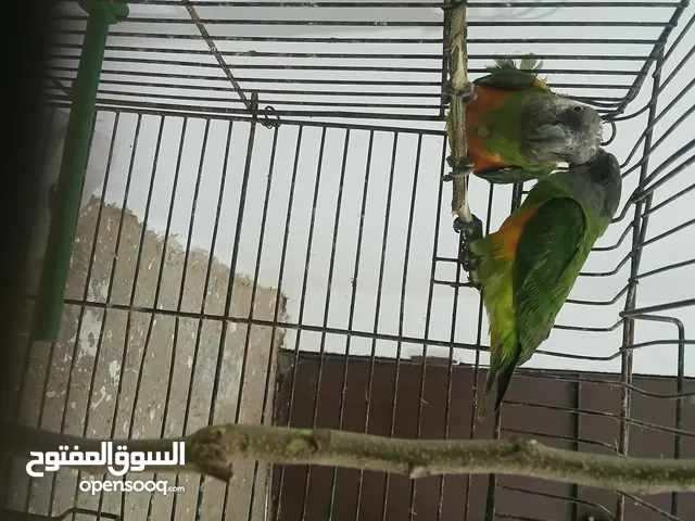 ببغاء سنغالي للبيع دكر بس انتيه انباعت