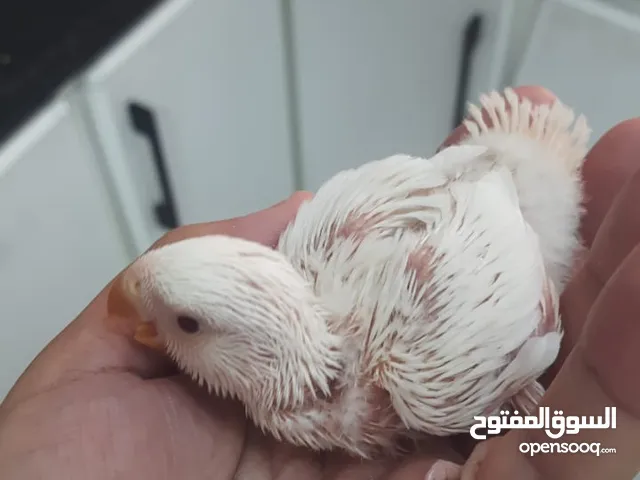 فروخ روز البينو عين حمرا بمدينة الذيد