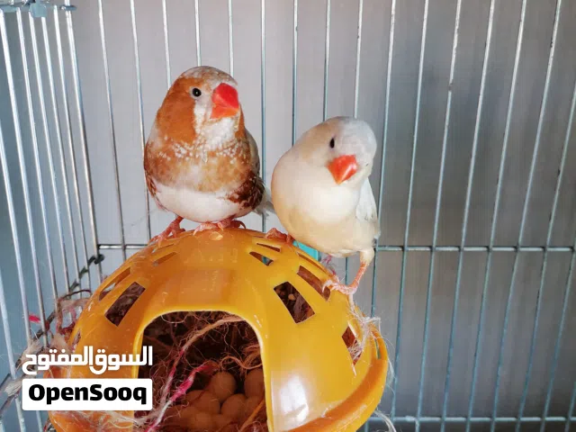 طيور جنه زيبرا فنش جامبو ايزابيل بلاك شيك للبيع