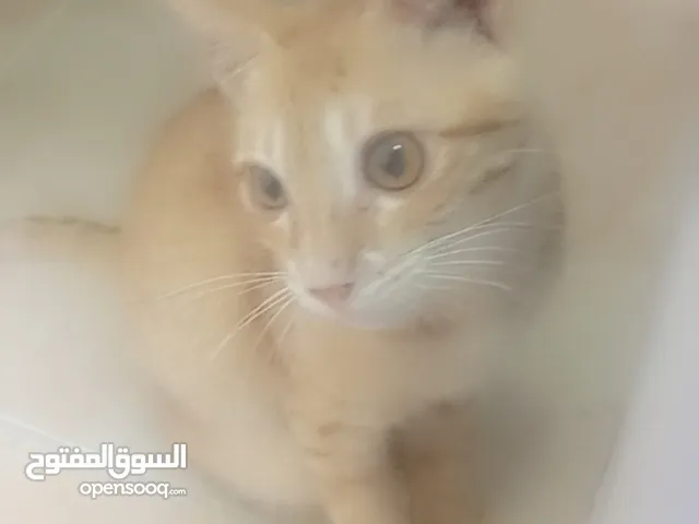 قطط 3زكور بلدي للتبني