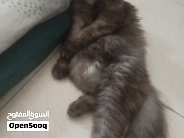 mix breed mama cat for sale