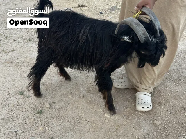 تيس للبيع محلي