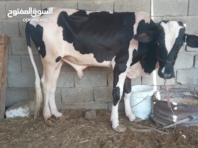عجل استرالي نوعية خشن ياكل براسة