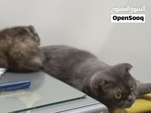 نثيه وفيي ذكر