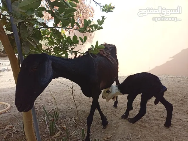 جاعده البيع تحته حمله