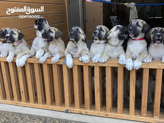 Kangal Dogs and Puppies for sale