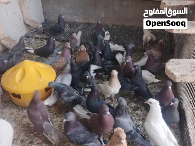 حمام لوت مال بر ملقح وكامل