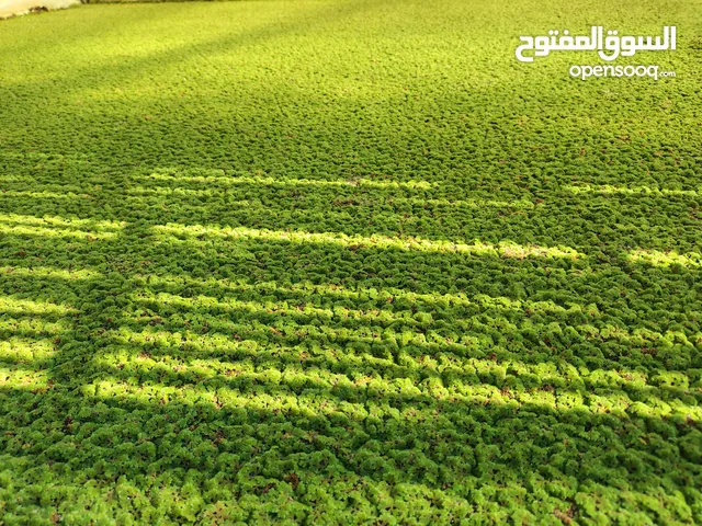 ازولا بديل للعلف دجاج و بط وغنم