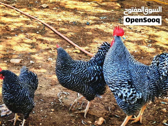 بلايموث روك و سايكس بورسلان