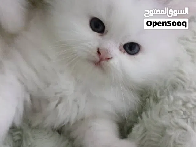 قطط للبيع مون فيس