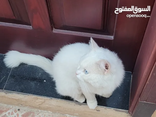 قطة تركية ( انجورا )