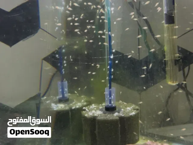 سمك مولي + سمك كونفورت