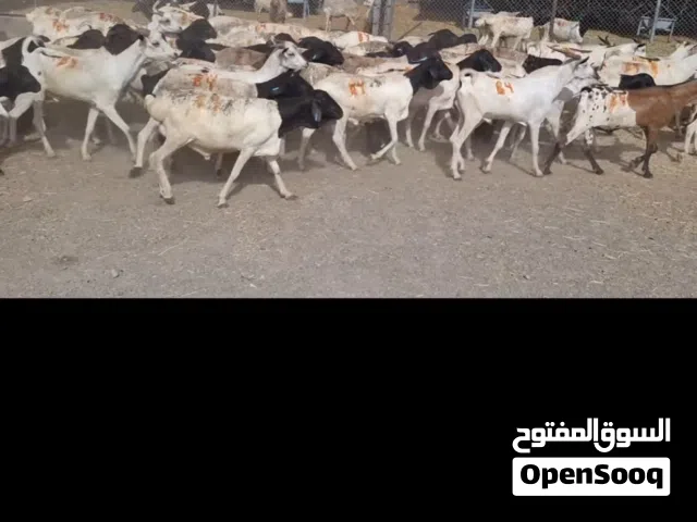 وصول دفعه جديدة من الكباشه والتيوس المطعومه لدينا مع توفر ذبح وتوصيل