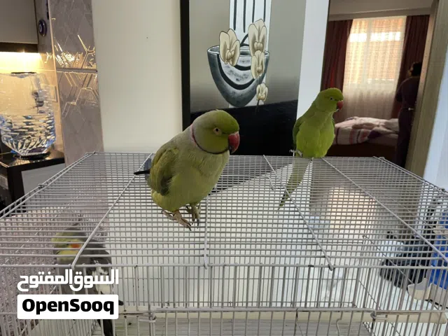 ببغاء دره هندي اليف
