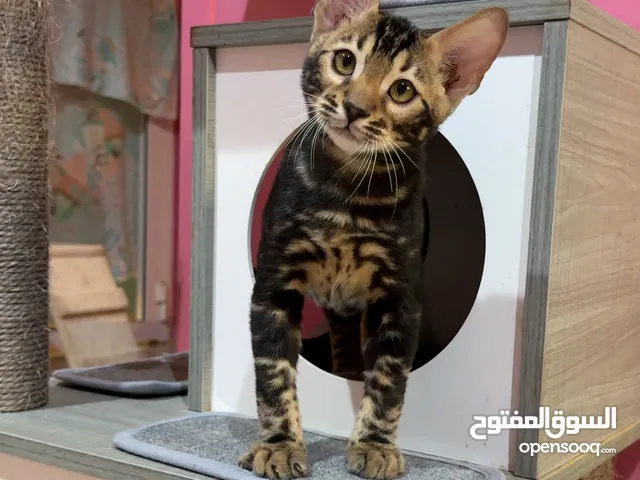 Marble male kitten, ذكر كتن ماربل