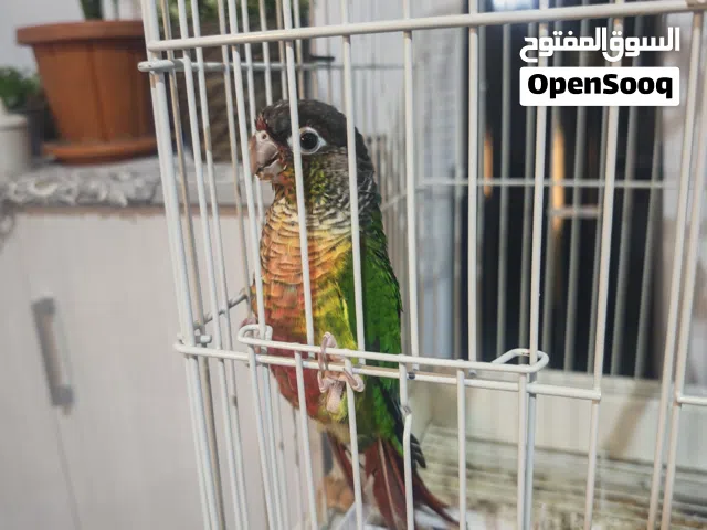 صن كونيور جرين شيك sunconure green cheek