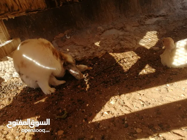 أرانب بابيون و هجين الاماني و بيض باكستاني مخصب إن شاء الله
