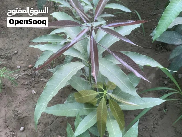 متوفر بعض من أصناف المانجو تركيب على اصل محلي صنف قراط صنف مليكا صنف برماسي صنف لانجرا وغيرها متوفره