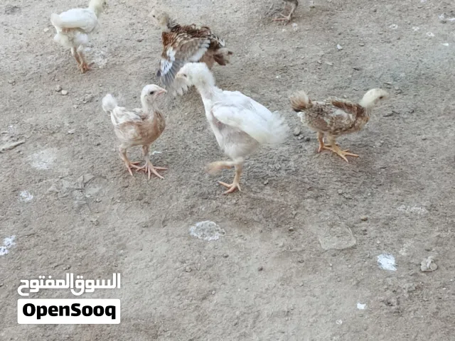 افراخ دجاج منوع كدامكم بيع ومراوس