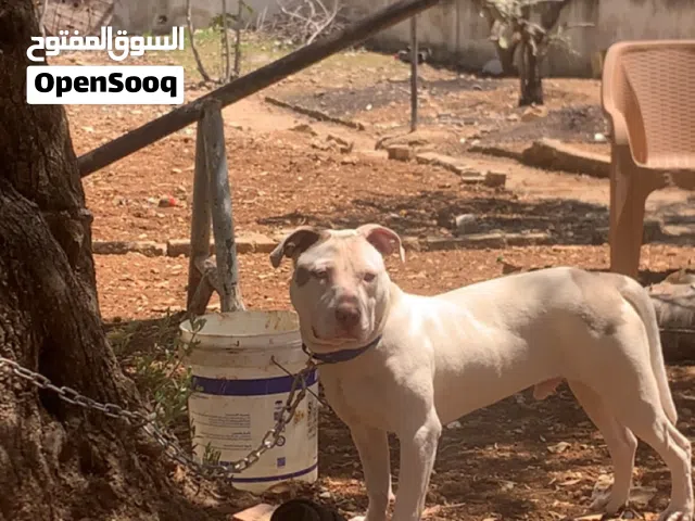 للتزاوج فقط  كلب بيتبول ذكر للتزاوج