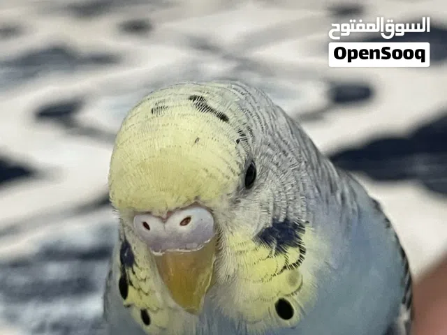 بغبغاء باجي اليف