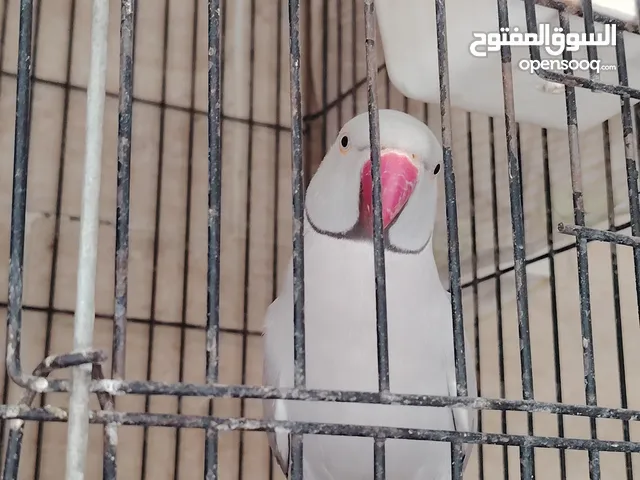 دره لاسوينج
