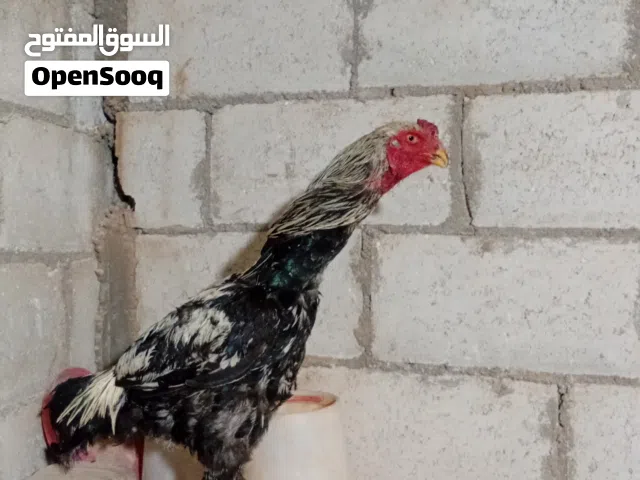 ديك باكستاني بندوق شامو الماني عمره اقل من سنه