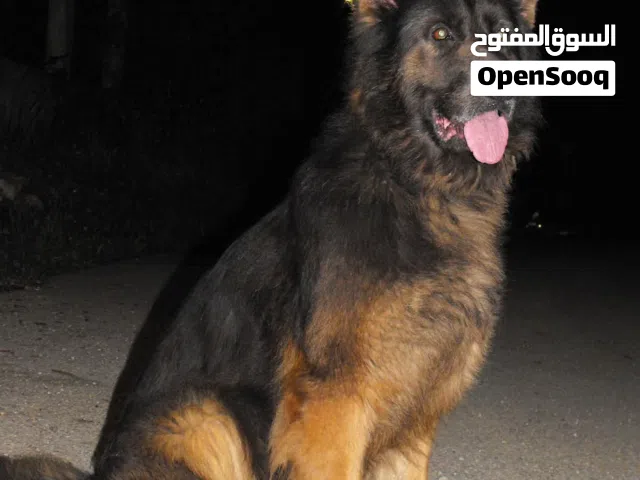 اننى جيرمن شولاين مستوا بخوف  كفاله النتاج