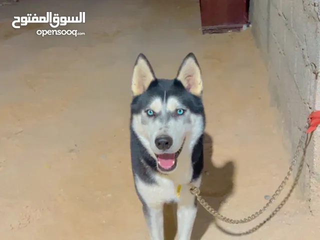 كلب هاسكي مش درجه اولى لاكن حاجه صح عمره سنه اموره لوز بلا كتيب موعد الايباري متاعه بعد 3 ايام