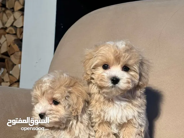 Adorable male and female brown maltese puppies