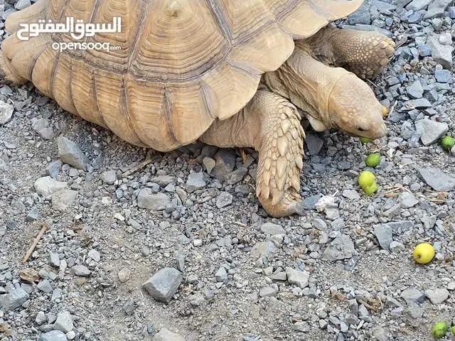 زوج سلاحف السولكتا للبيع العمر 12 سنة بصحة جيدة ونشيطة والحجم كبير