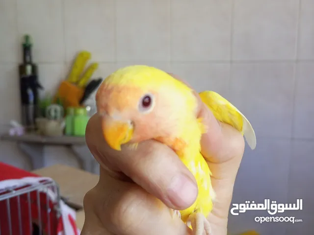 عصافير روز للبيع