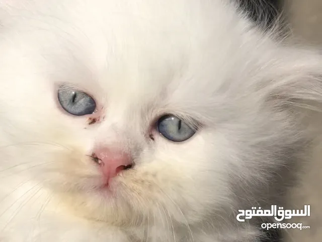 قطط 2 انثى و ذكر من ام هملايا و اب شيرازي عمر شهرين