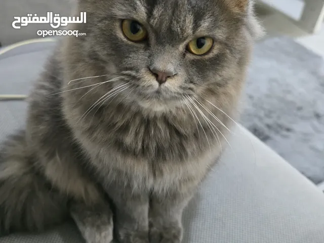ذكر شيرازي