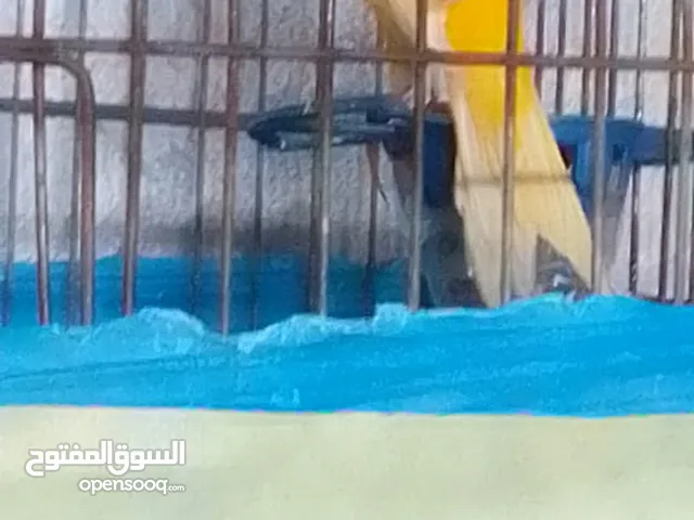 بسم الله الرحمن طيره حمره بنت حمر على وجه تشغيل وفحل بارود بحق الله تعال وشوف بعينك
