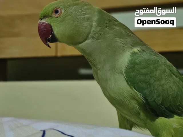 طيرة درة هندي للبيع