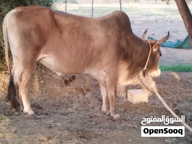 ثور عماني  للبيع