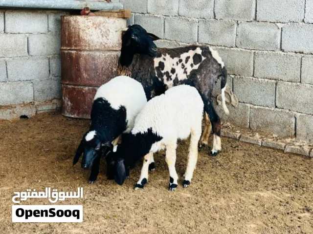 نعجة قرنة تومية