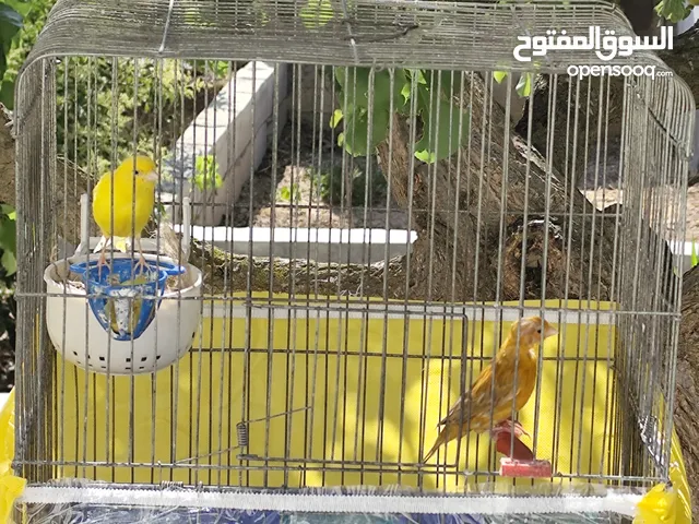 جوزين كنار