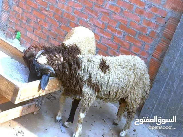 بسم الله الرحمن الرحيم الاثنين10/11/2025 متاح دكرين خشنين خروفين برقي  تربيه بيتي ع العلف والخضراء