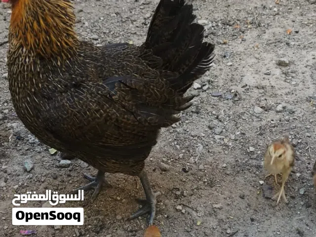 دجاجه وراها 11كتكوت اقره الوصف