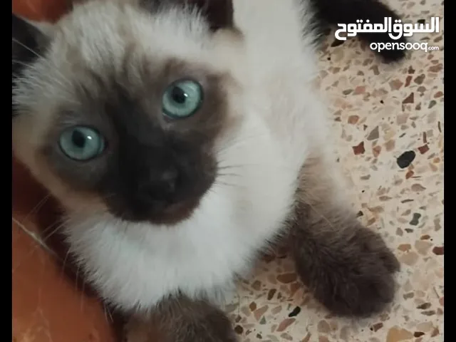 سيامي للبيع