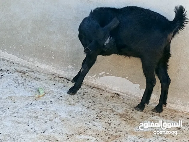 سخلتين شاميات ثنايا
