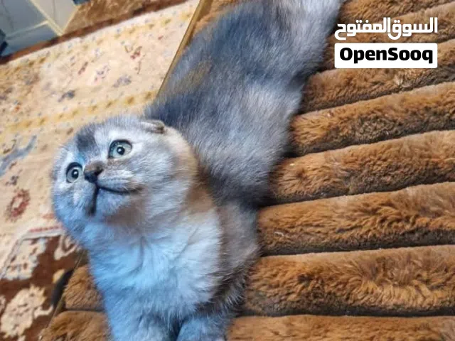 قطط سكتش دبل فولد