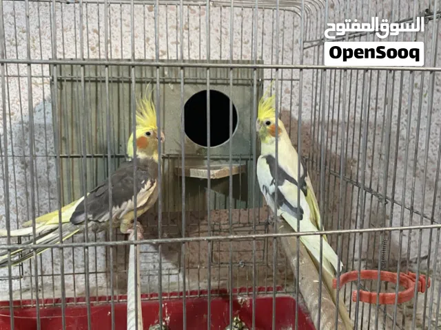 جوز كوكتيل للبيع بصلاة على النبي حط سعر بحق الله وتعال شيل والشرا ان. شاءالله ما بقصرش معه
