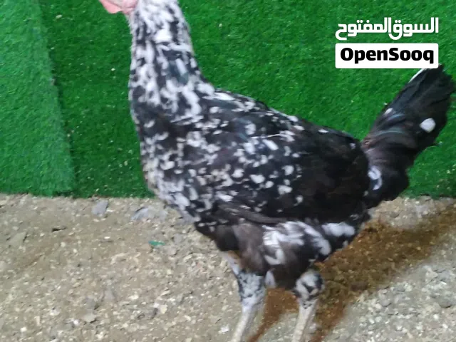 دجاجه ورد الباكله عربيه أصليه